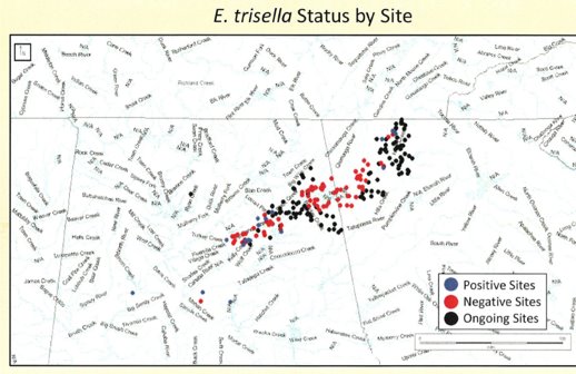Geological Survey of Alabama surveying for Trispot Darters.