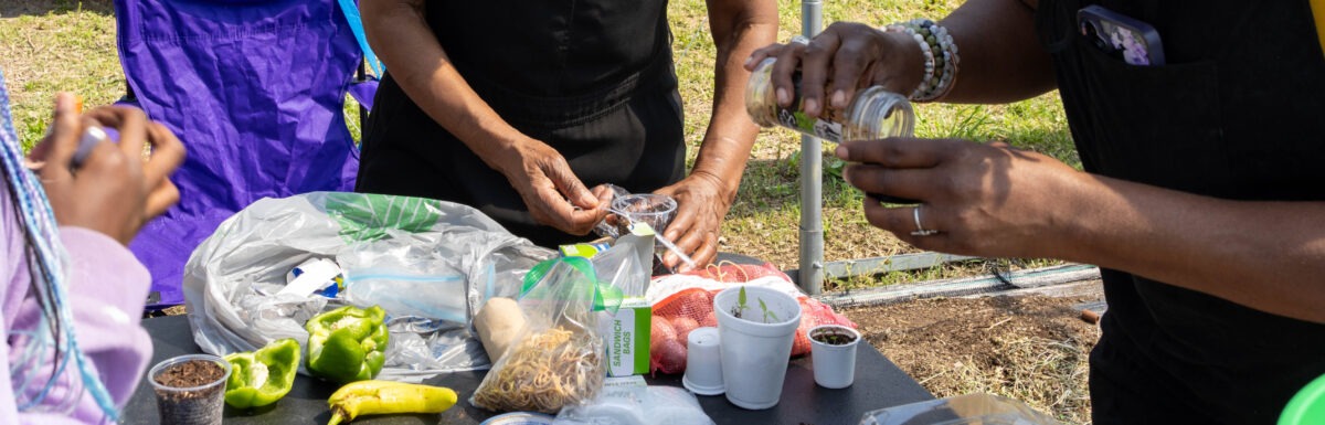 Close-up of hands pulling seeds from old vegetables and planting seeds in reused materials including foam cups, plastic cups, and k-cups