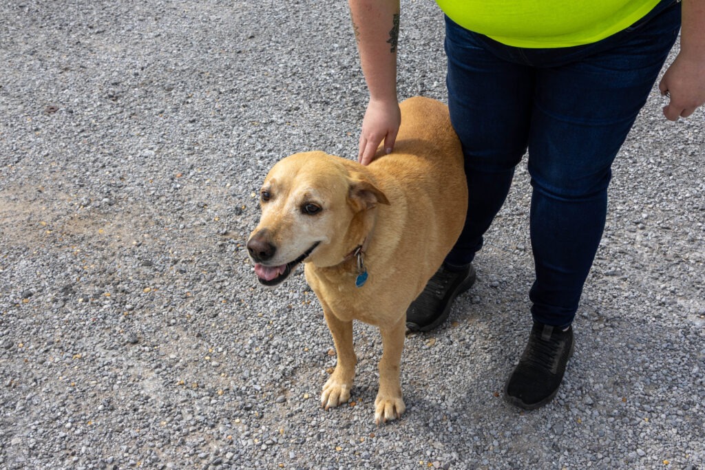 A yellow lab standing next to a firefighter in plain clothes