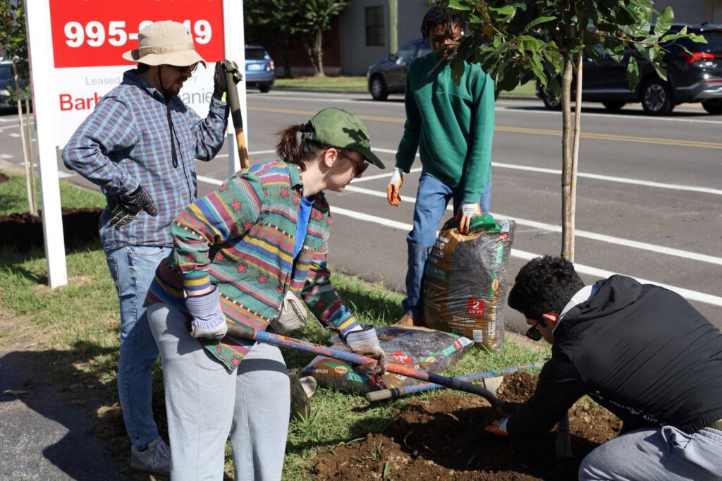 Volunteers work together around a young tree in a grassy street median, with one shoveling soil, another crouching to adjust the planting hole, and two others standing nearby next to bags of mulch.